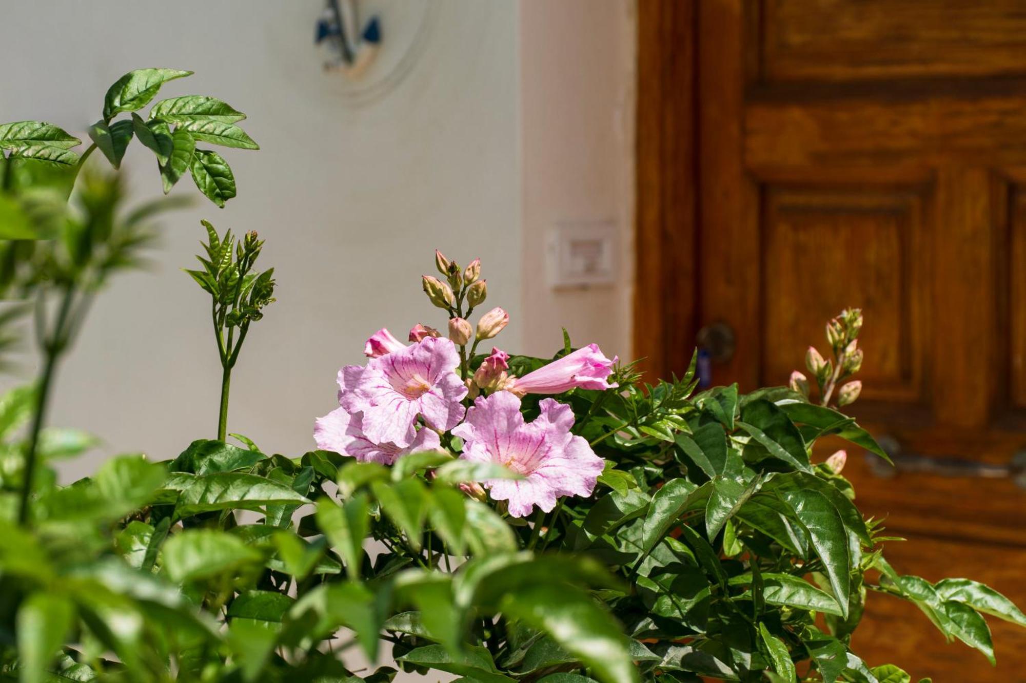Eleni'S Seaview House Apartment Andros Town Exterior photo